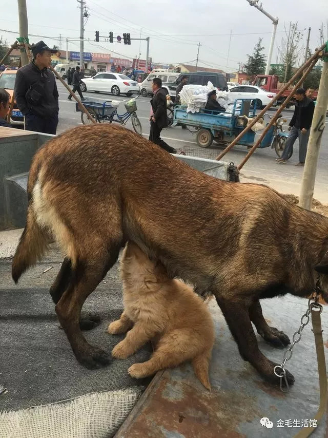 藏獒配马犬的后代图片