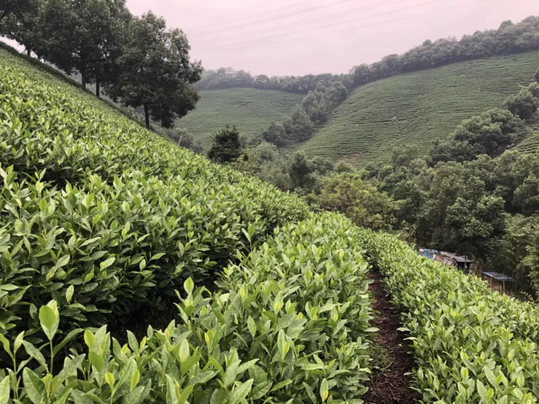 白露節氣裡岙山安吉白茶茶園生長記錄