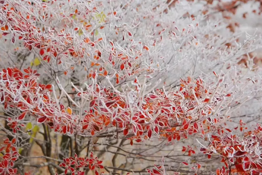 日本红叶摄影|摄一场秋,寻一场红叶与霜雪的邂逅