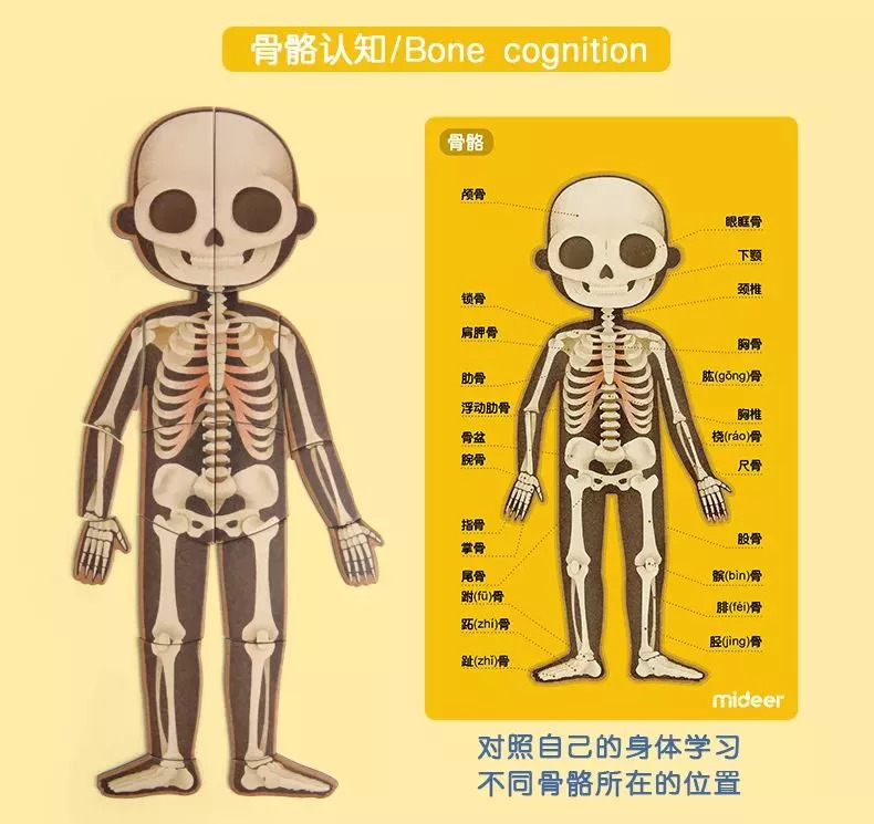 超好玩的人体磁力拼图孩子认识身体的第一课安全意识