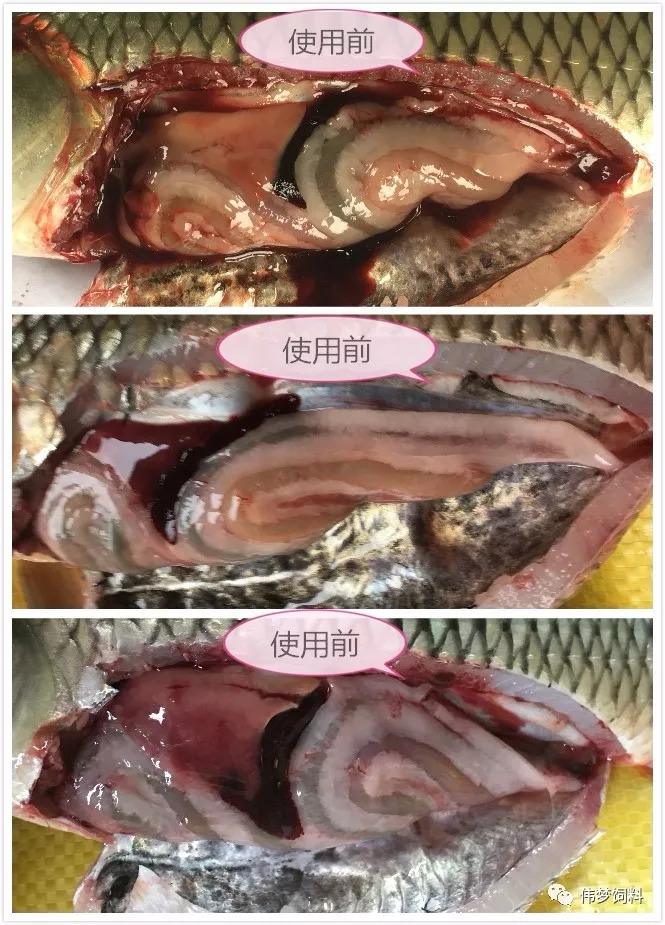 草鱼解剖实验步骤图片
