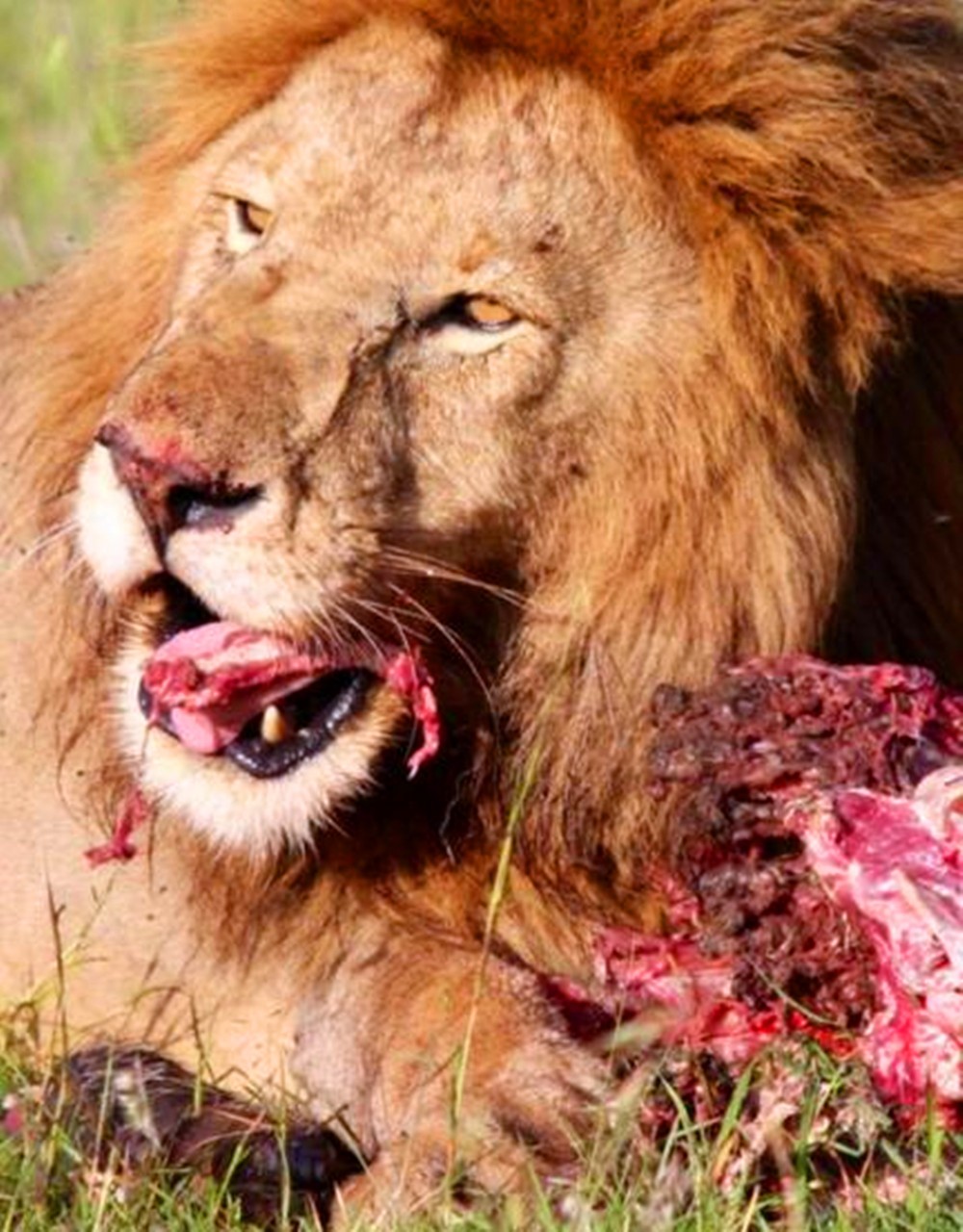 雄狮吃肉时好霸气,一回到母狮身边就温顺了,要蹭着才肯睡