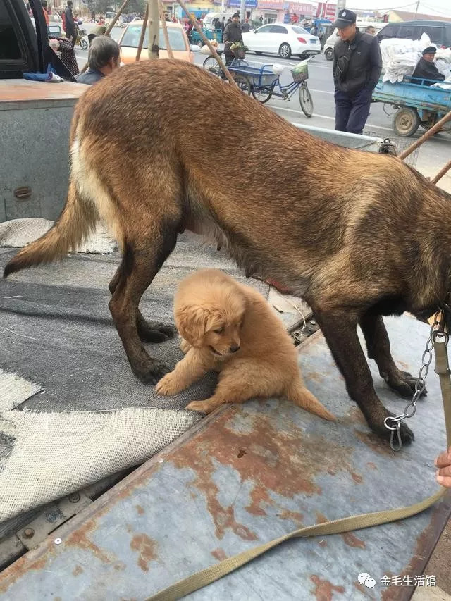 马犬和金毛杂交智商图片