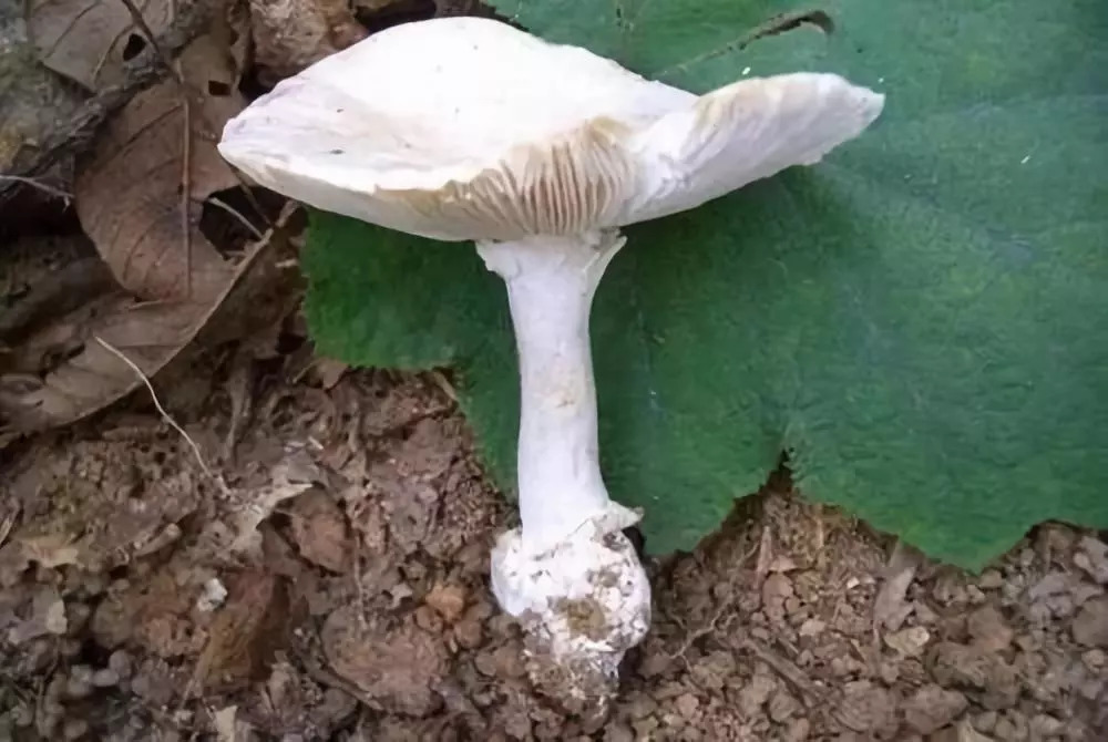食用野生毒蘑菇需谨慎!