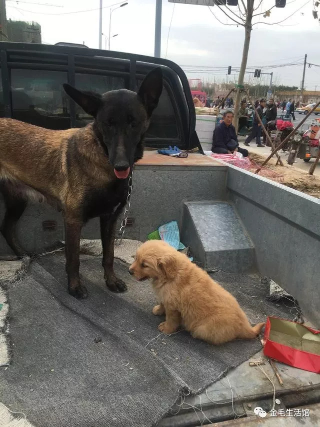 农村大集上的胖娃娃金毛宝宝火了,把马犬当妈,身高差好萌