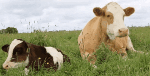 牛吃草动图图片