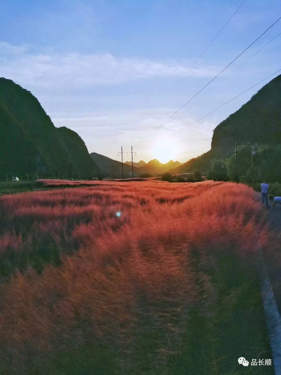 長順驚現一片美炸天的粉色網紅花海抖音朋友圈打卡好去處快約起來