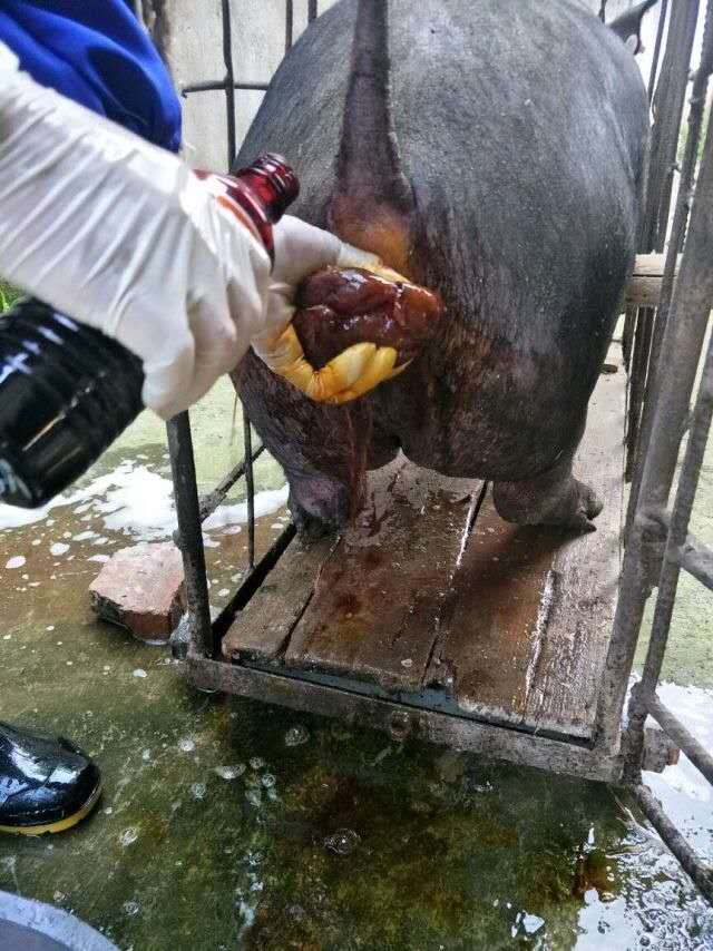 猪脱肛手术怎么做老猪倌手把手教你手术技巧