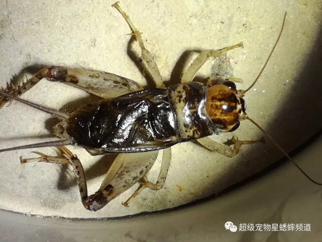 异虫王级蟋蟀玉尾图片