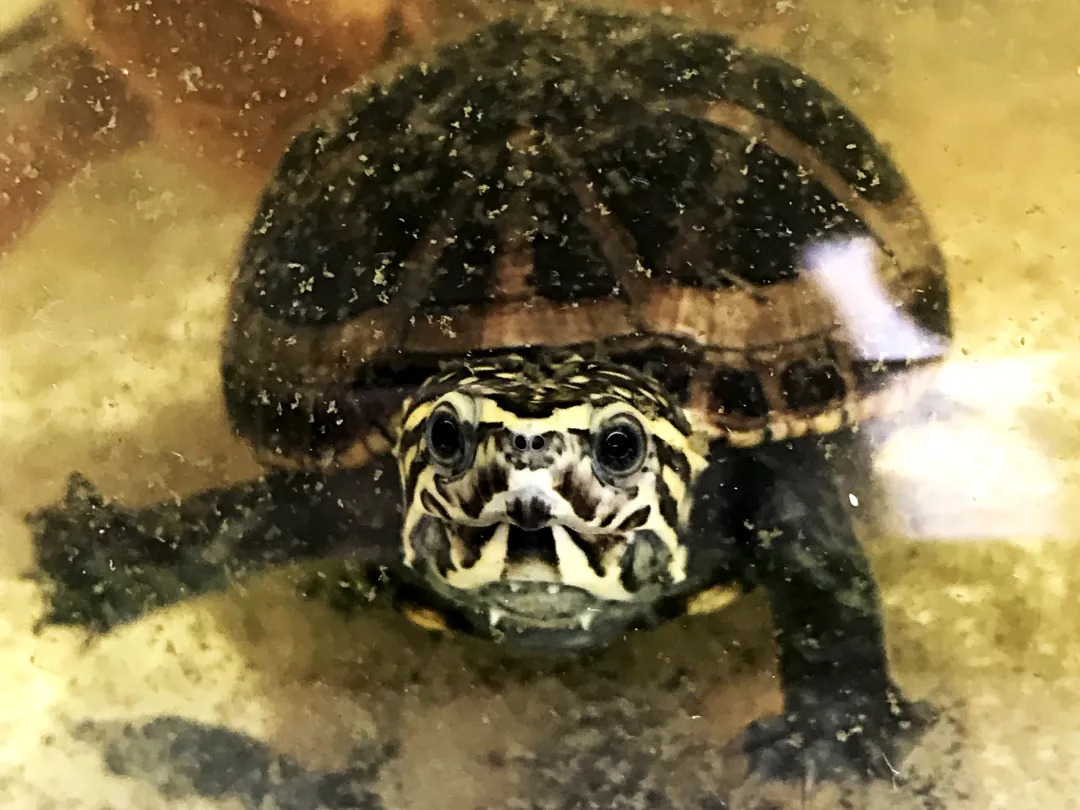 斑点池龟浮水图片