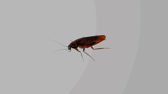 蟑螂动态壁纸图片