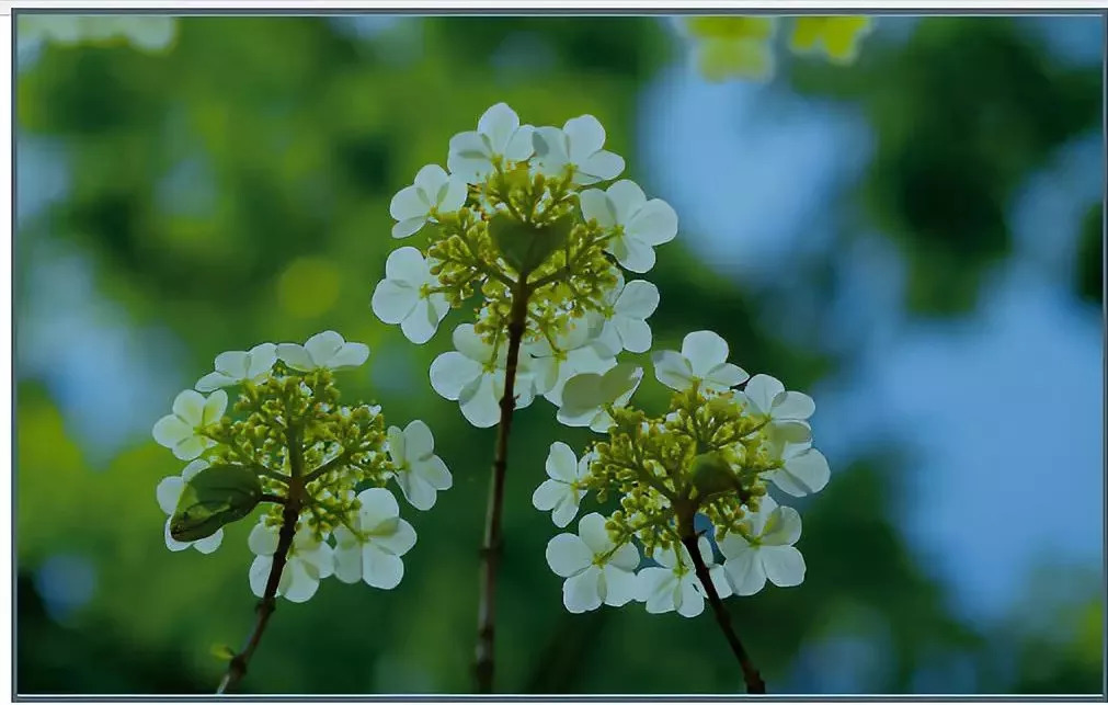 瓊花,初綻