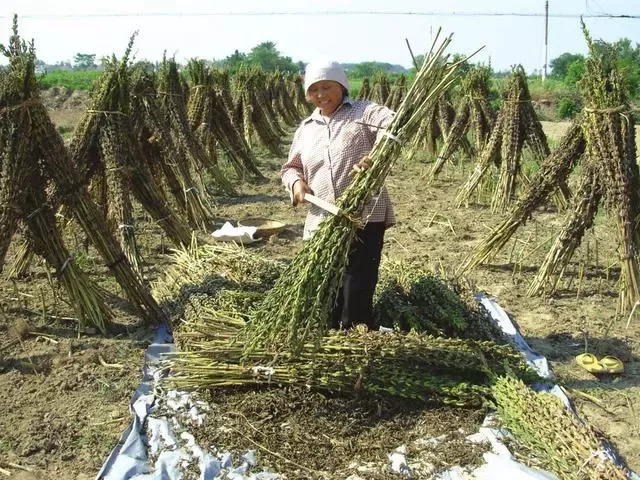 实拍阜阳农村收芝麻的场景