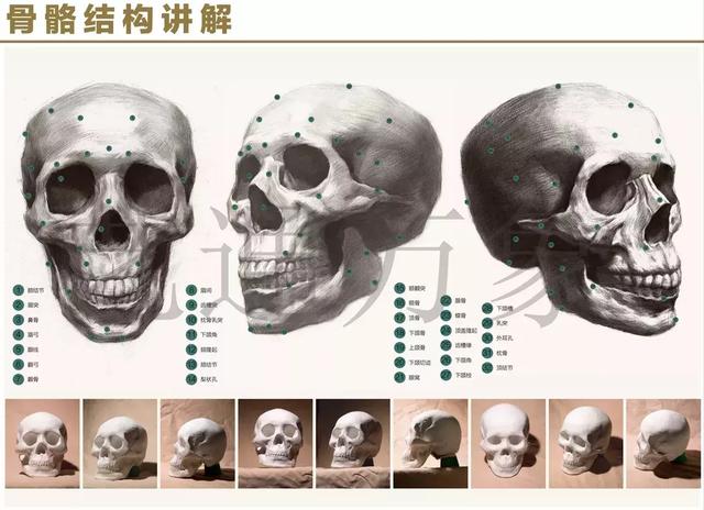 头颅解剖图素描图片