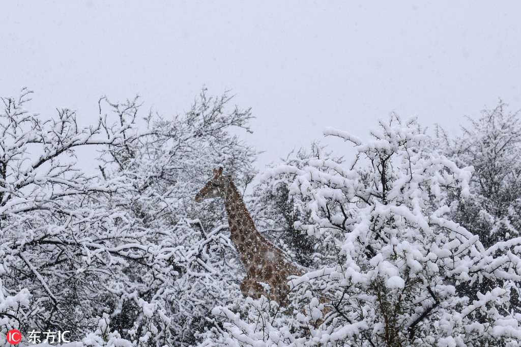 南非山区下雪了长颈鹿大象雪中漫步如童话幻境