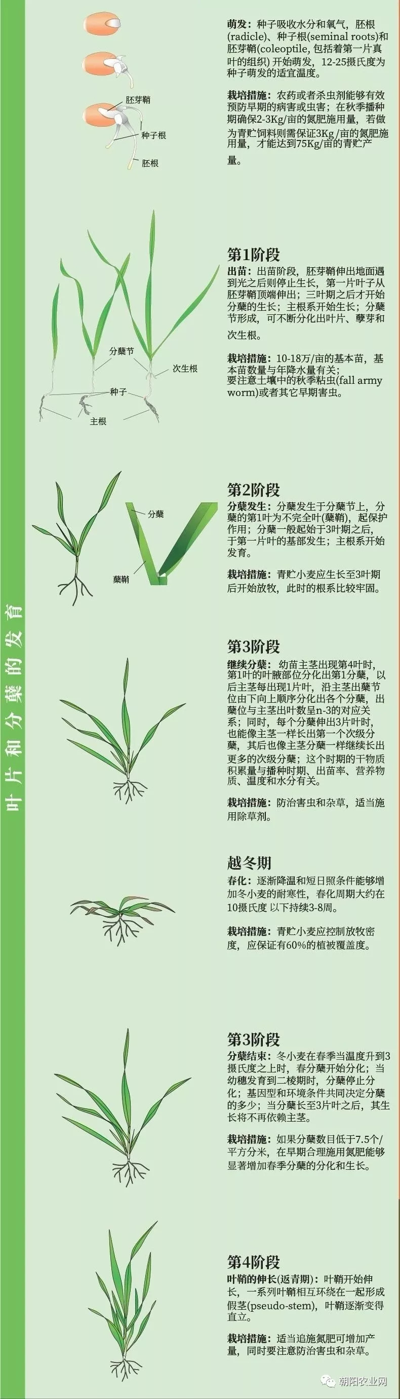 又到小麦种植季一张图带你了解小麦全生育过程