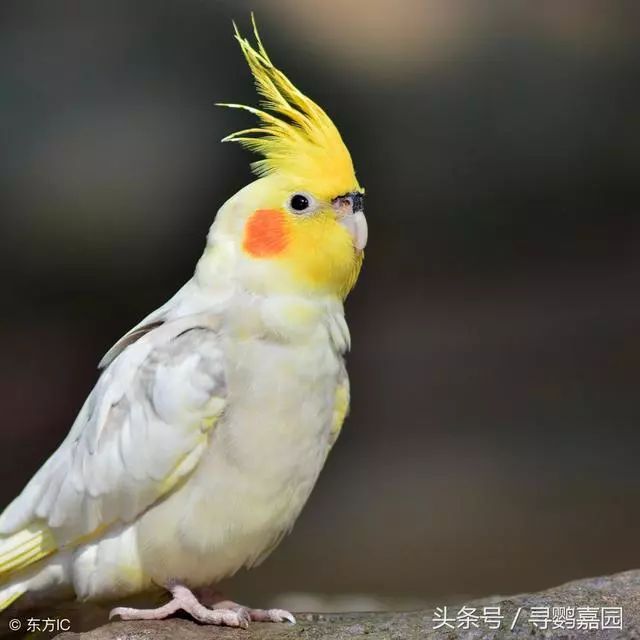 体重:75~110克玄凤鹦鹉/鸡尾鹦鹉 cockatiel附上图片和中英文名称