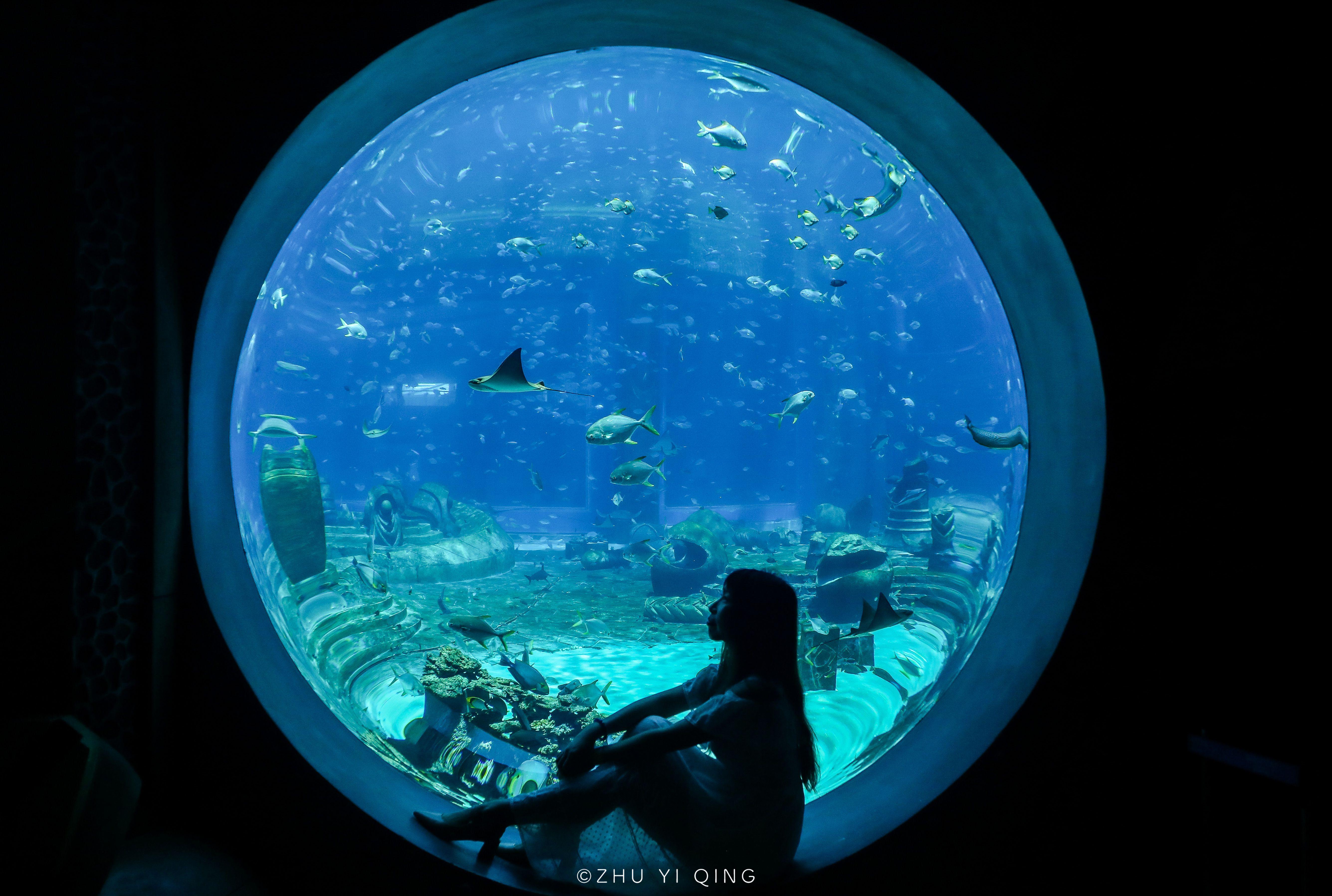 中国第一家七星级酒店三亚亚特兰蒂斯,把水族馆也搬进了酒店