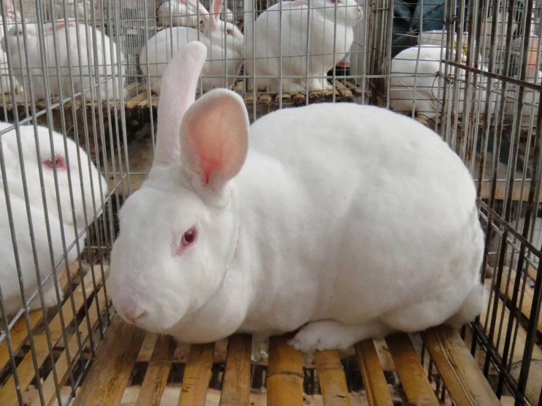 肉兔品种介绍及图片图片