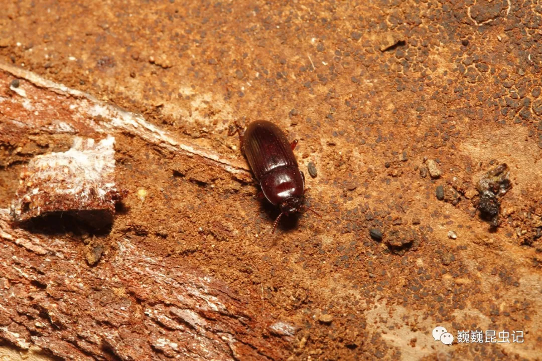拟步甲幼虫图片图片