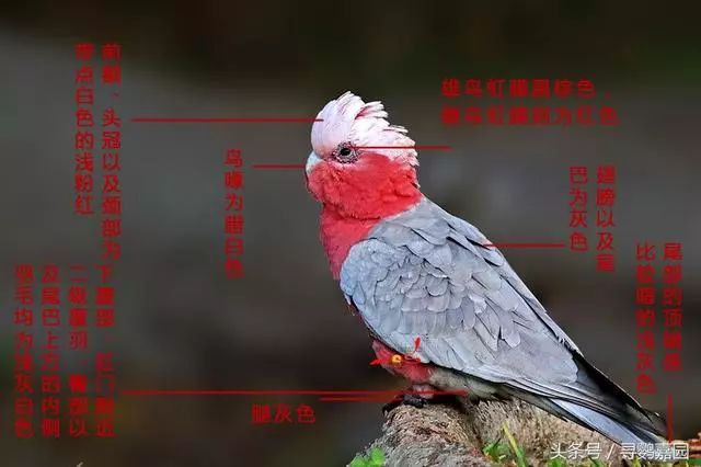 体重:75~110克玄凤鹦鹉/鸡尾鹦鹉 cockatiel附上图片和中英文名称