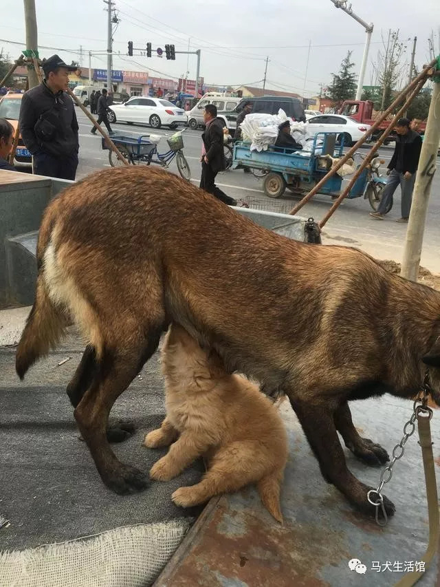 农村大集上的胖娃娃金毛宝宝火了,把马犬当妈,身高差好萌