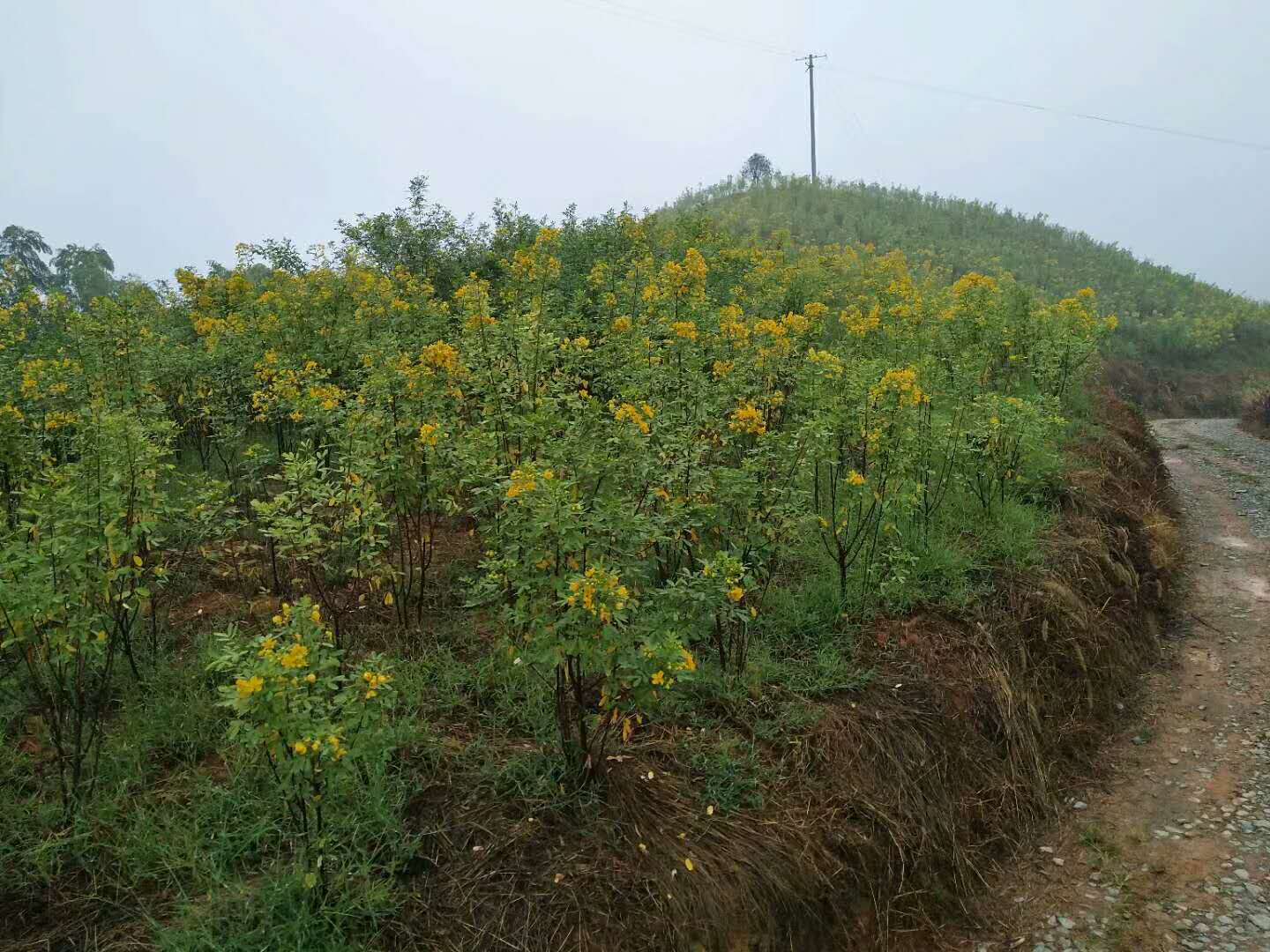 黄花槐迎来花期