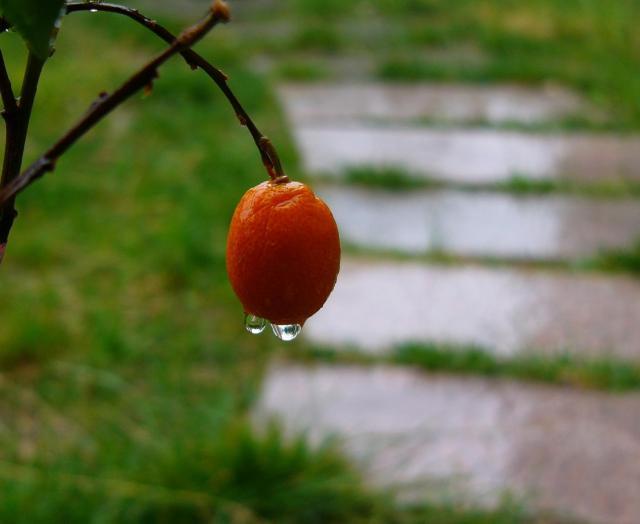 雨中山果落燈下草蟲鳴