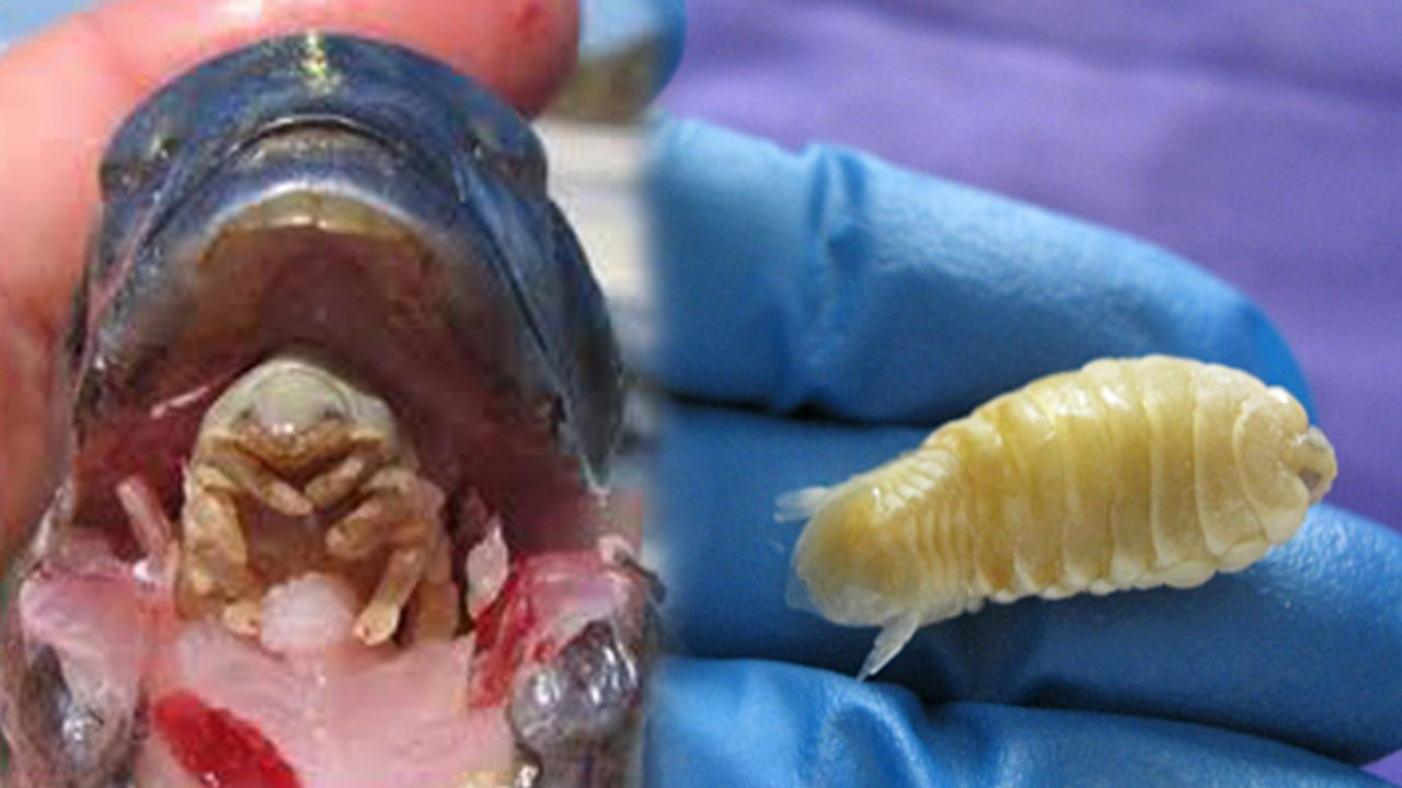 吃鱼舌头的寄生虫图片