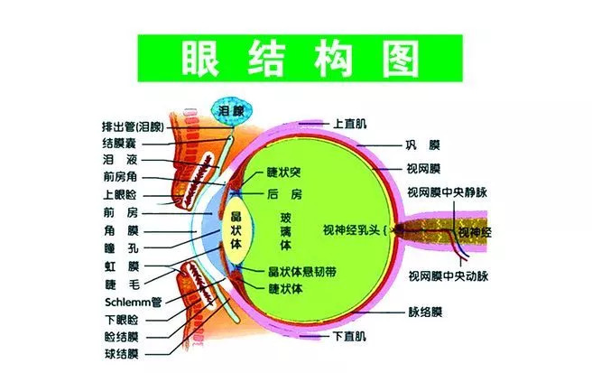 以眼睛解剖结构分析可知,当正常眼处于调节静止状态时,外界平行光线