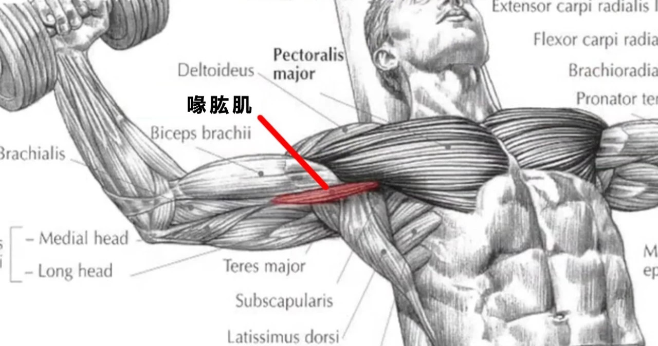 喙突附着肌肉图片