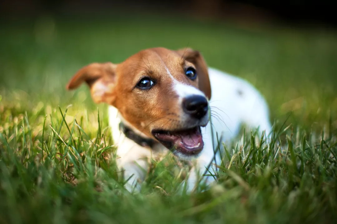 頂級訓犬師美婭教你如何讓狗在訓練時保持興奮狀態