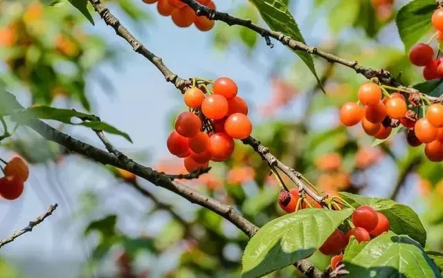 成都简阳樱桃沟来年噙一颗春天的味道