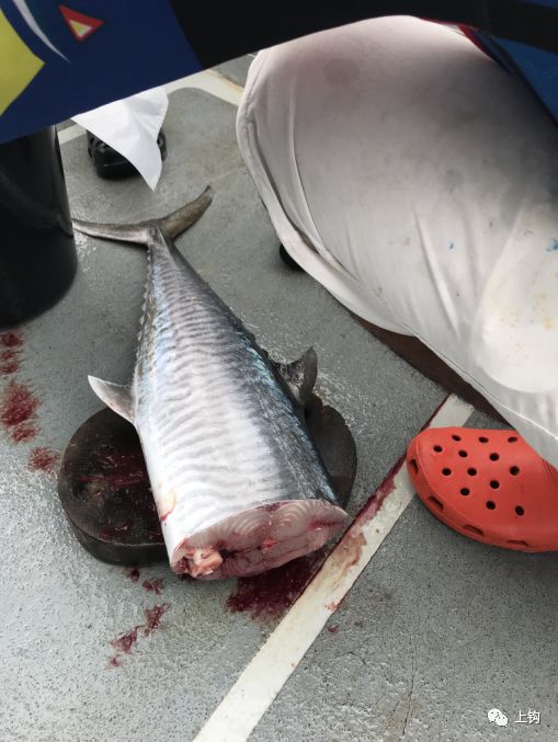 海釣·遊釣|長江邊的幾個年輕人,玩膩了兇猛的鱤魚,跑到大馬和旗魚來