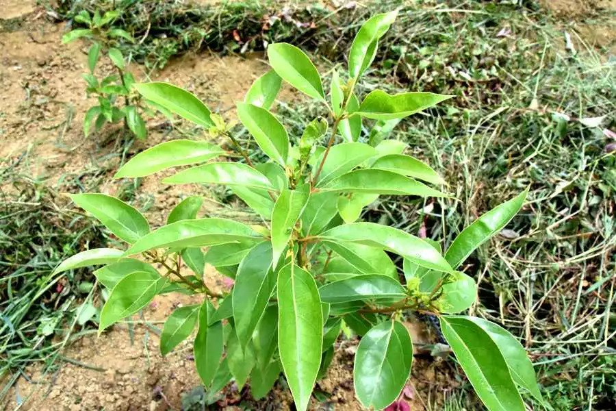 龙脑樟种植地理环境图片