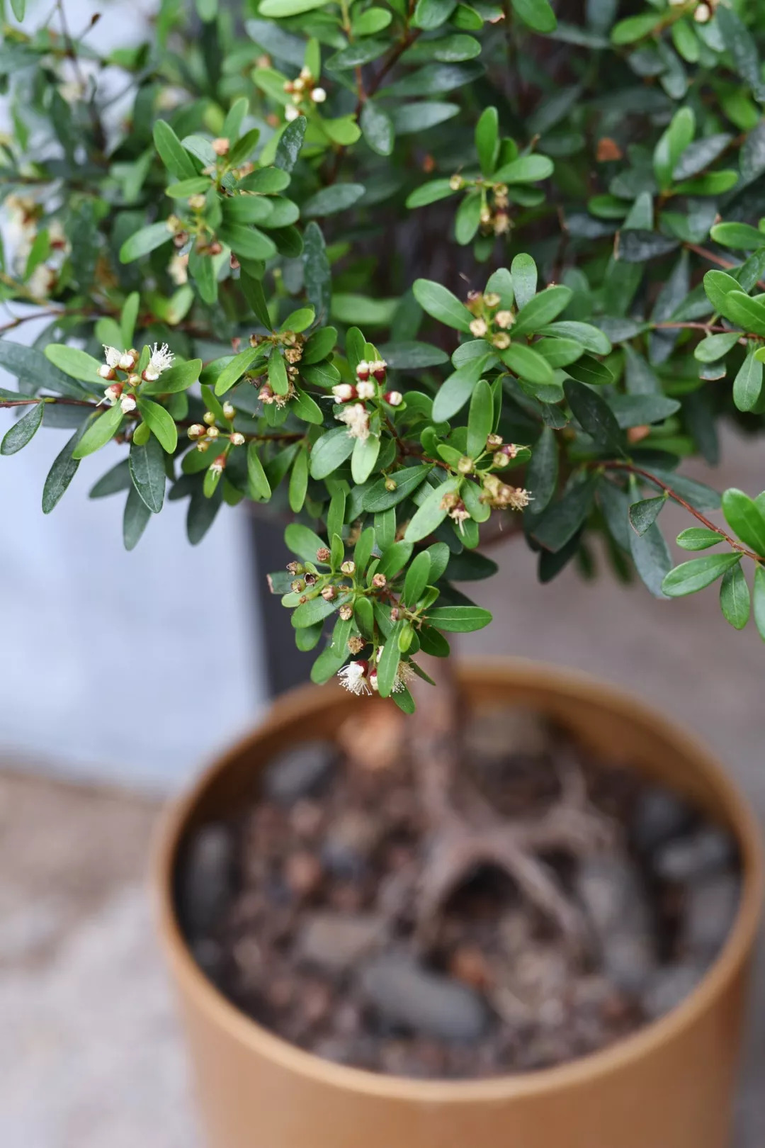 红芽赤楠开花啥样图片