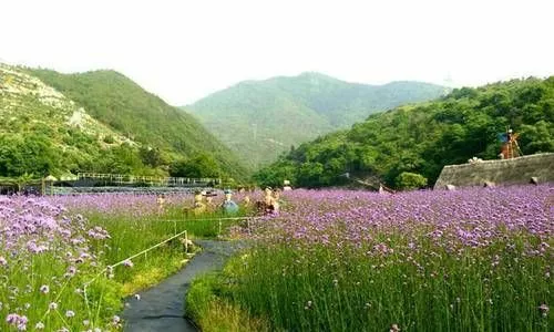 筋竹澗農業觀光園位於樂清市芙蓉鎮筋竹村,雁楠公路貫穿園區,交通極其