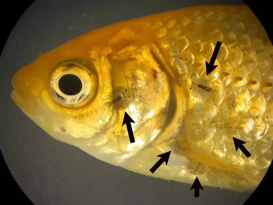 金鱼体内寄生虫图片图片