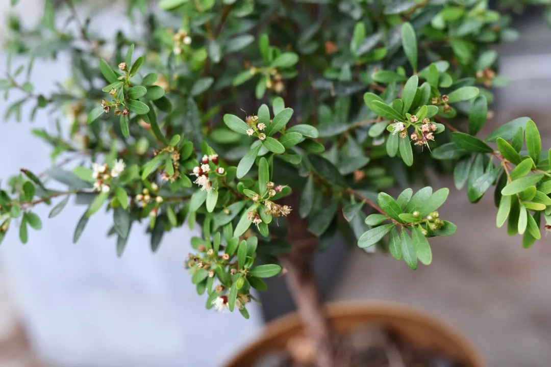 mufeeling植物養護小百科赤楠篇