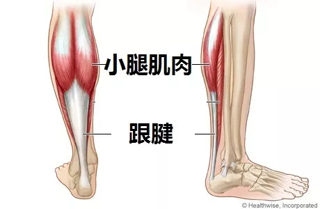 和腿部肌肉有关,但是除了肌肉,更和小腿部位的非肌肉——跟腱长度相关