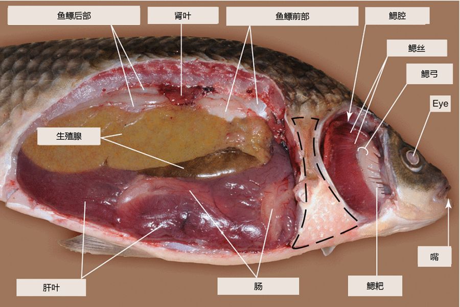 从上面的解剖图中我们就可以看到鲫鱼腹腔内的脏器,并不是所有的