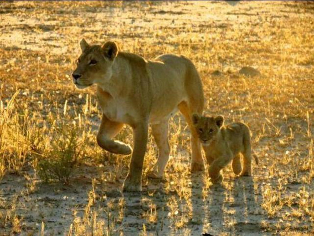 母狮带小狮子捕食,遇上一只落单花豹,结局出乎意料