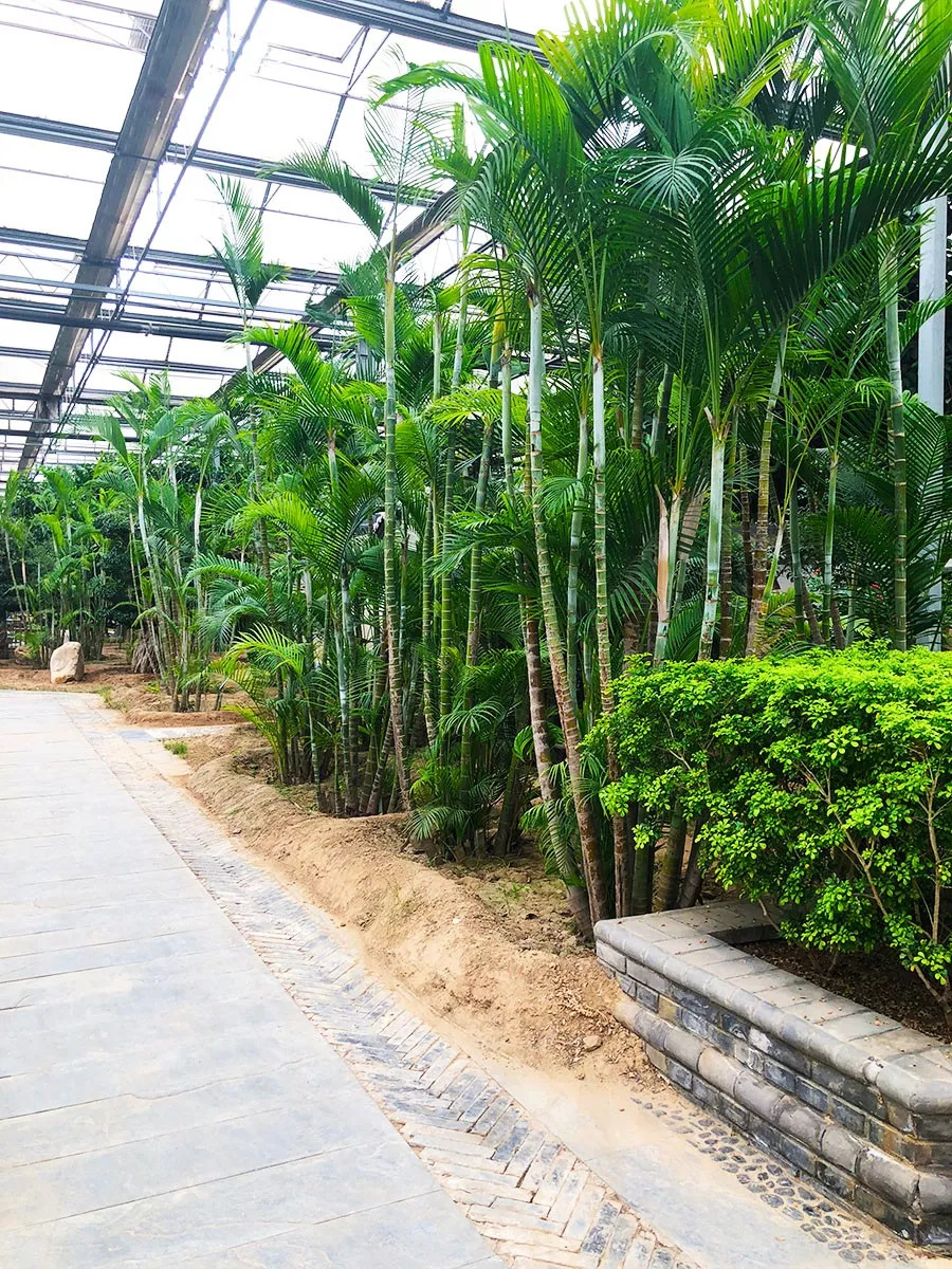 廊坊热带植物园图片