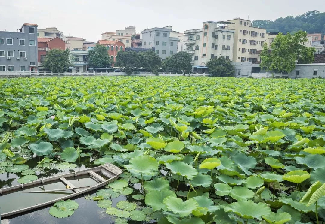 诸如莲塘村,莲溪村等名字带"莲"的村落,几乎有一片荷花池.