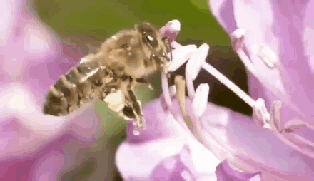 蜜蜂采蜜动图图片