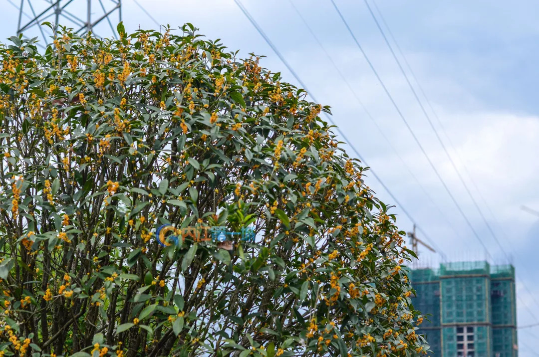 現在去滿園桂花香這座溼地公園已完工80趁著涼爽週末趕緊約起來