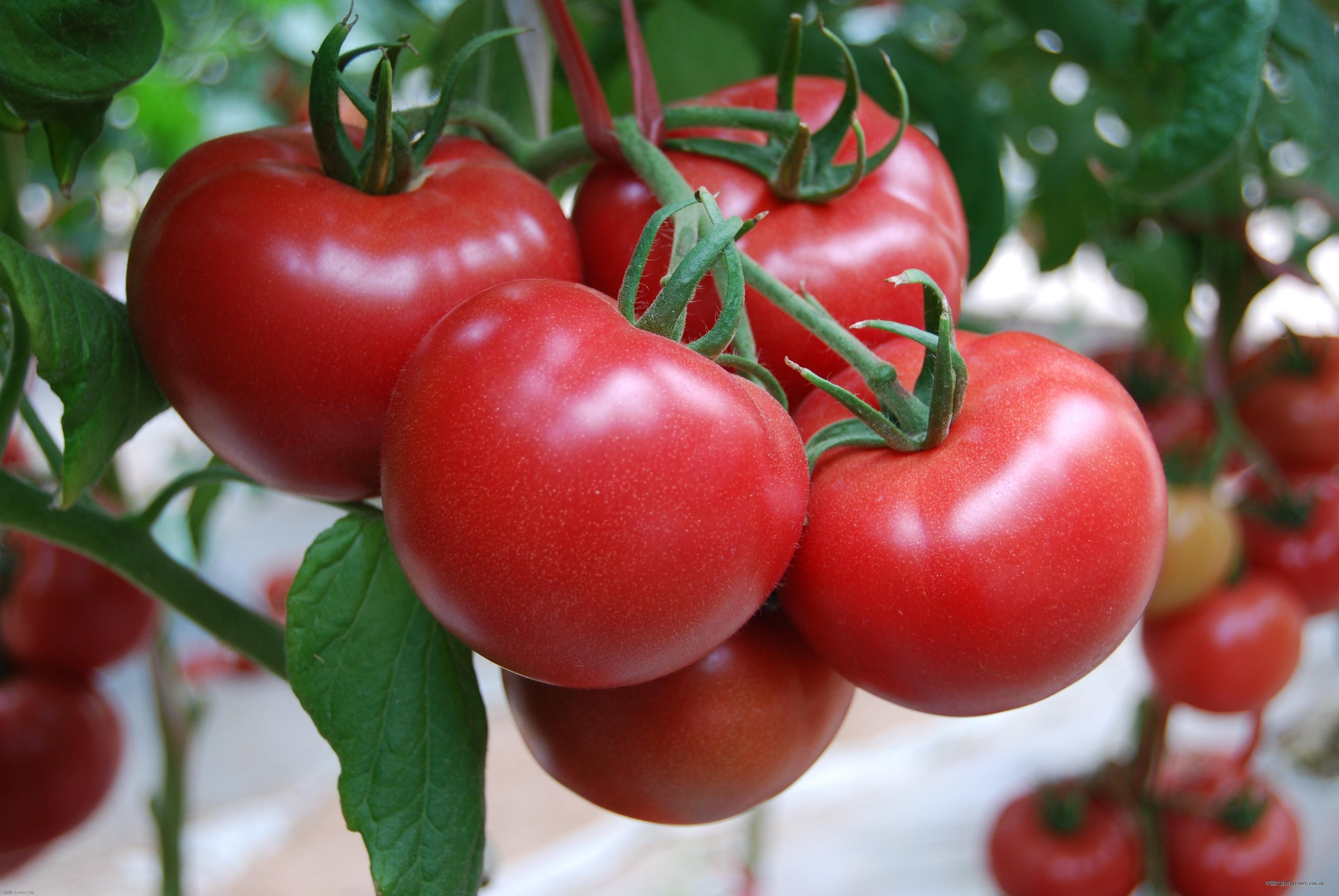 番茄又叫西红柿,不仅味道鲜美,而且营养价值丰富,因此被称为神奇的菜