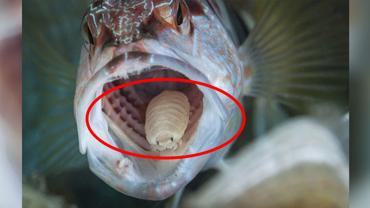 舌头鱼图片寄生虫图片