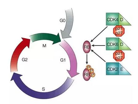 週期蛋白依賴性激酶cdk4/6是細胞週期的關鍵調節因子,通過與細胞週期