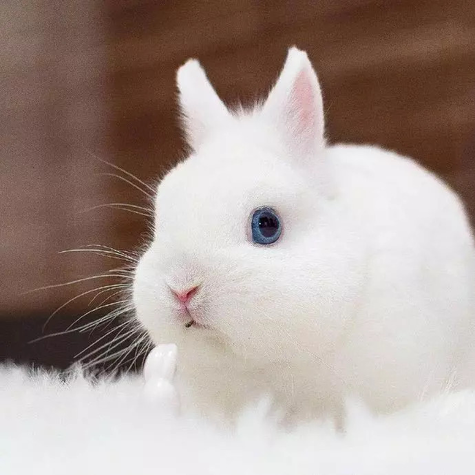 这只蓝眼睛的兔兔好漂亮